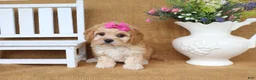 Cavachon dogs for sale: Tessa - Ad 7