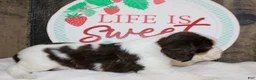 English Springer Spaniel dogs for sale: Jet - Ad 5