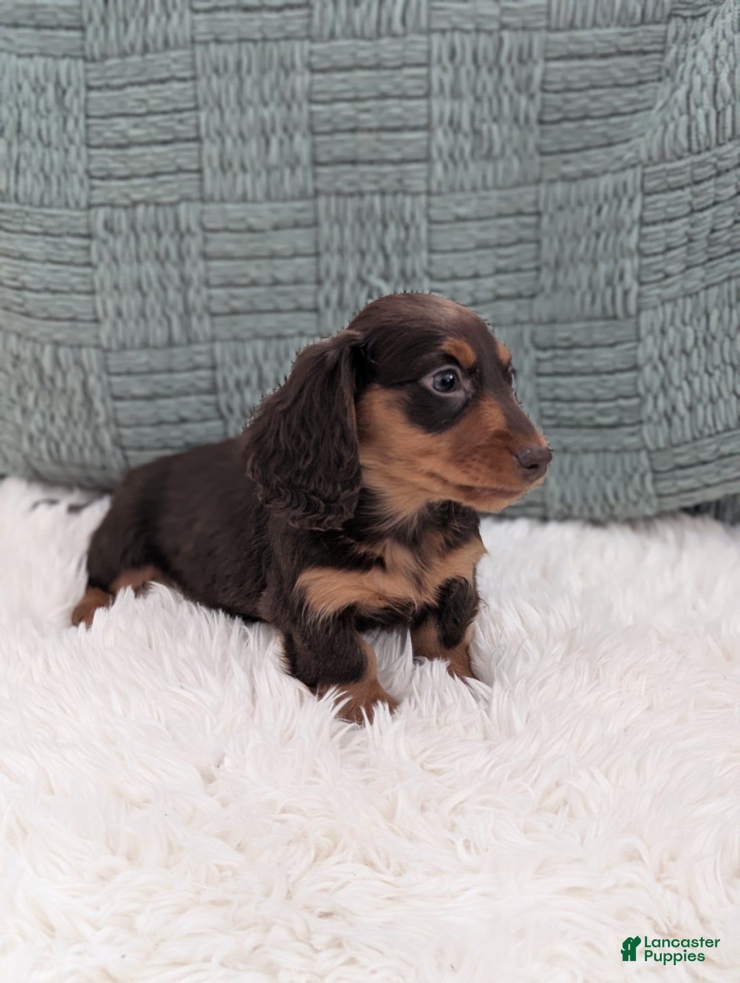 Miniature Dachshund dogs for sale: Chestnut  - Ad 4