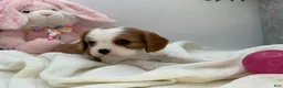 Cavalier King Charles Spaniel dogs for sale: Kate - Ad 5