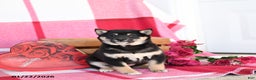 Shiba Inu dogs for sale: Bertha - Ad 1