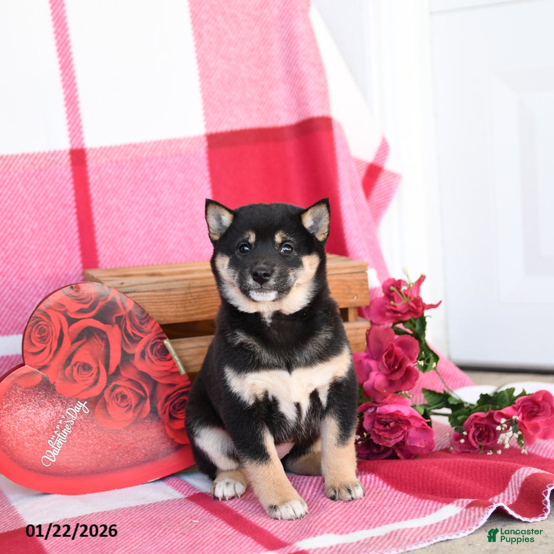 Shiba Inu dogs for sale: Bertha - Ad 1