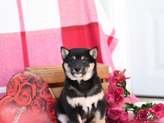 Shiba Inu dogs Bertha - Ad 5