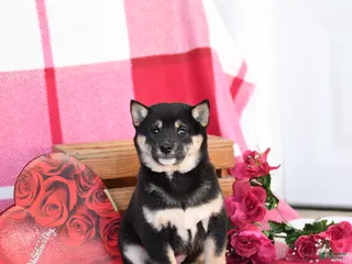 Shiba Inu dogs Bertha - Ad 14