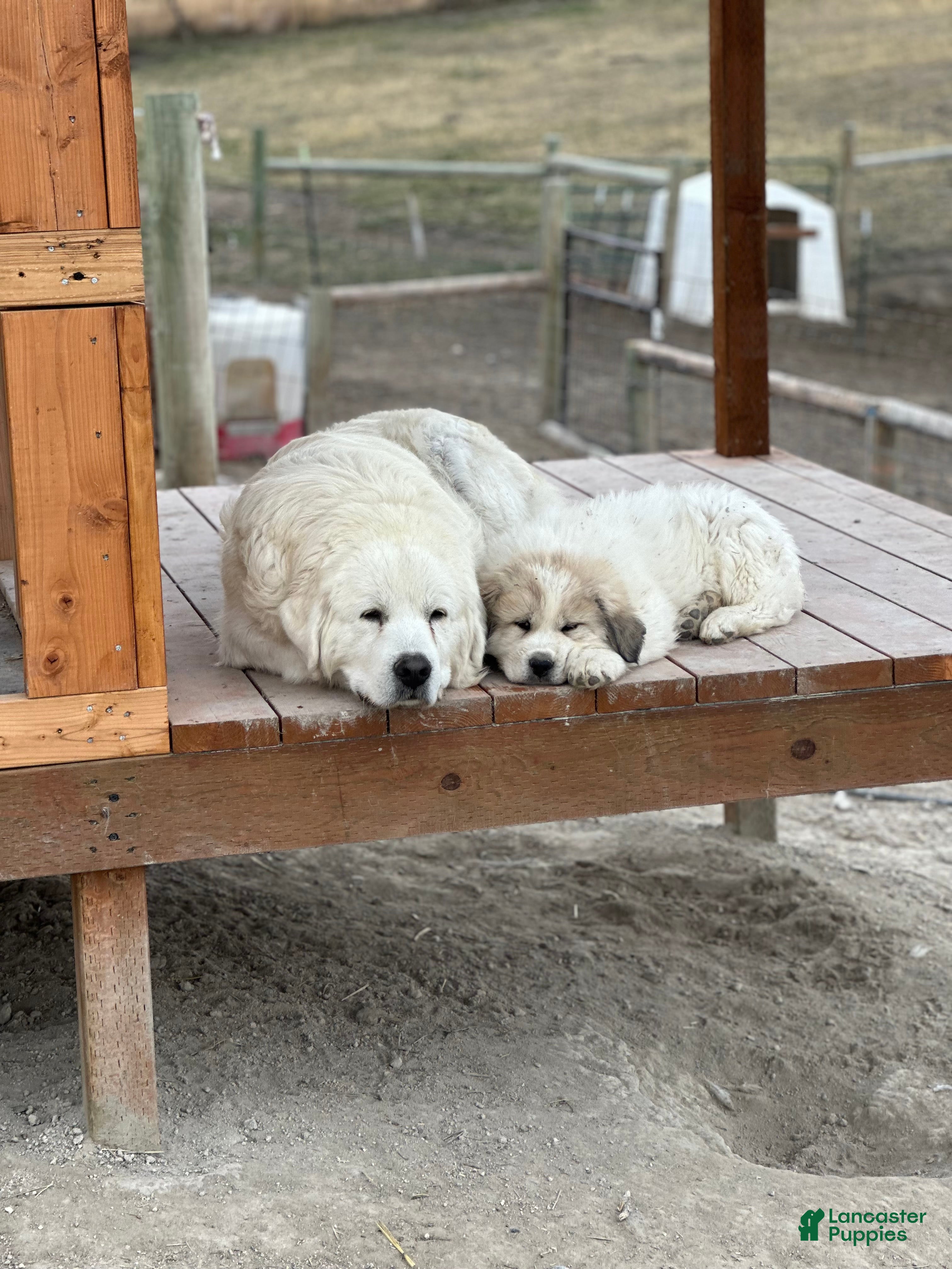 Great Pyrenees dogs Bowser - Ad 2