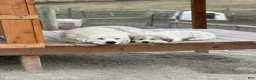 Great Pyrenees dogs for sale: Queen - Ad 2
