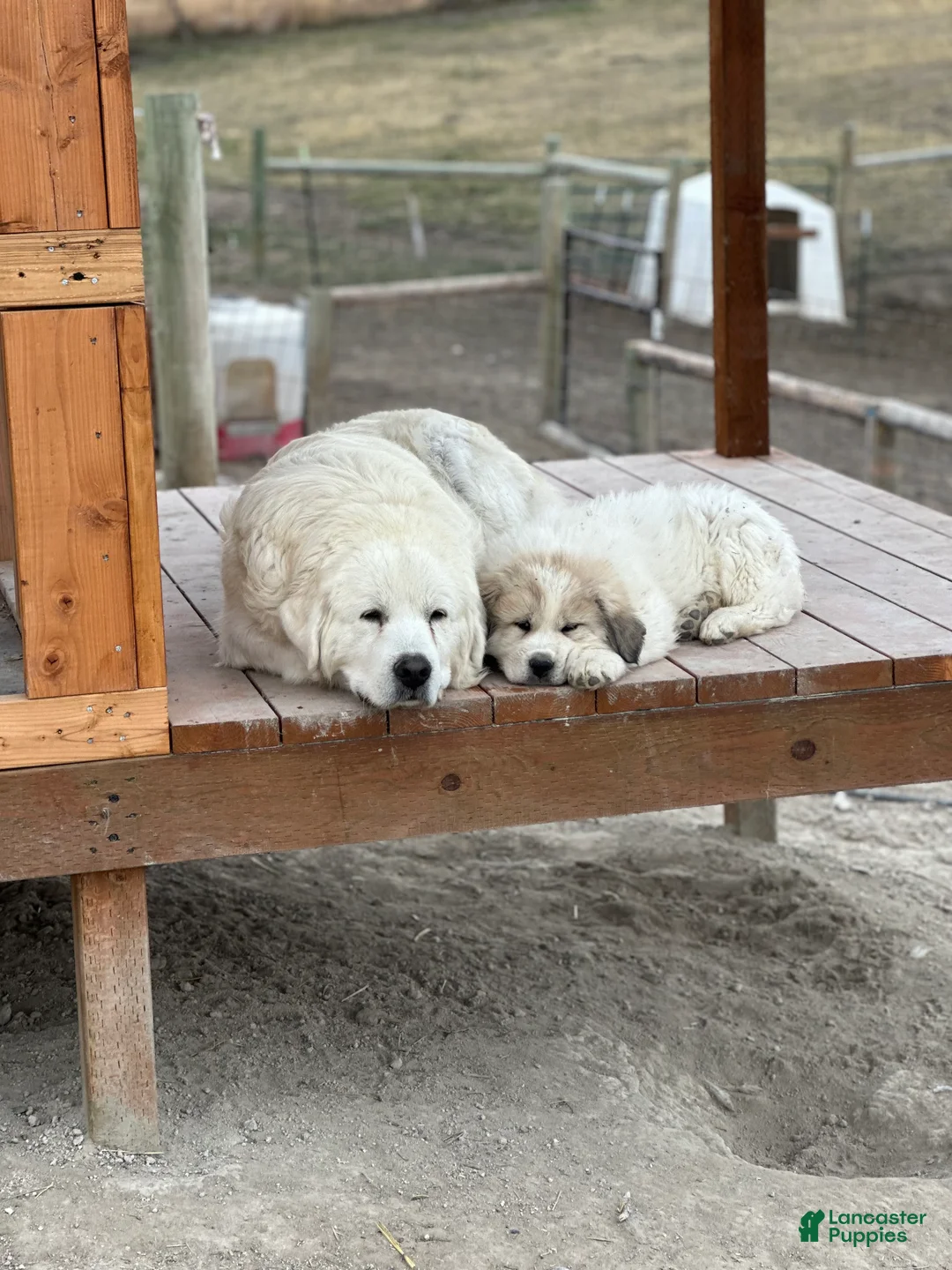 Great Pyrenees dogs for sale: Queen - Ad 2