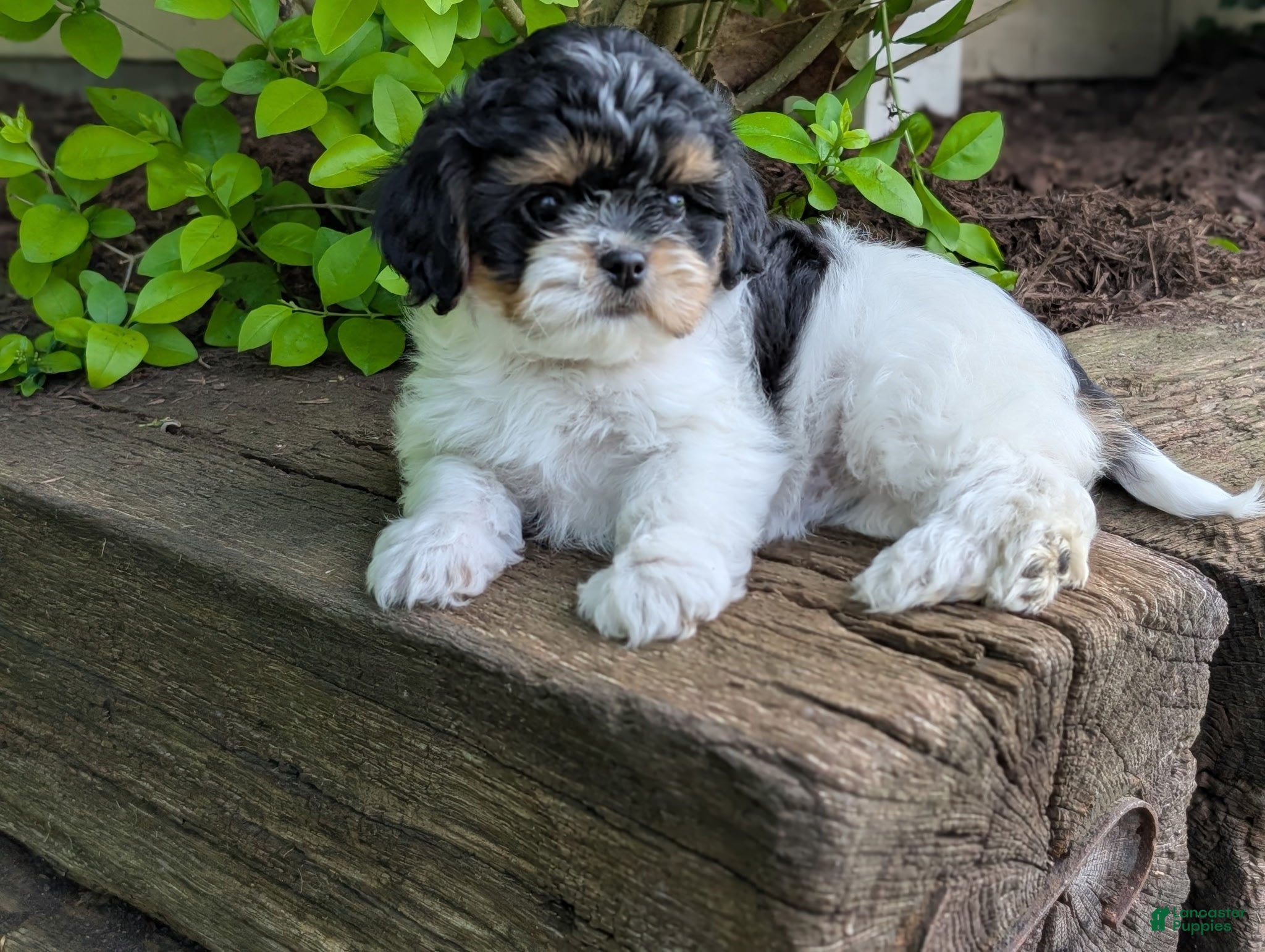 Shihpoo dogs Maggie - Ad 1