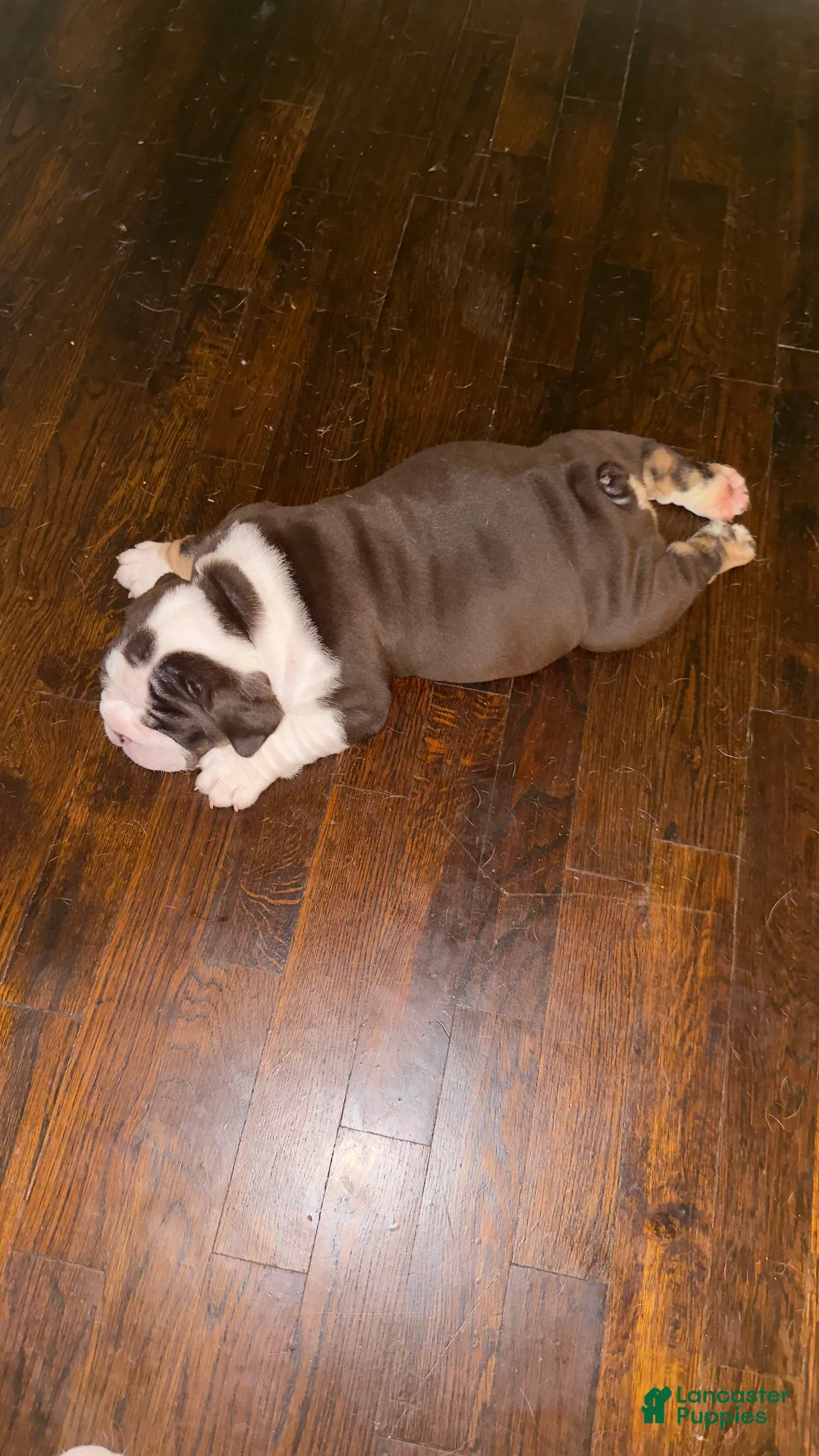 English Bulldog dogs for sale: Hershey - Ad 2