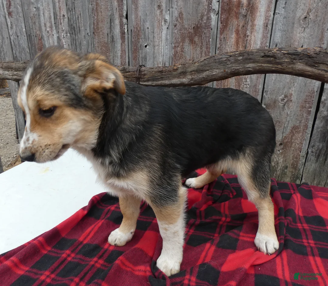 Mixed Breed dogs for sale: Mixed Breed Puppy 2 Freckles - Ad 2