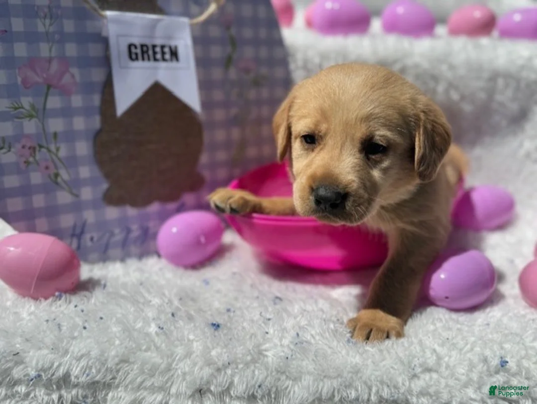 Labrador Retriever dogs for sale: Green Collar Female - Ad 1