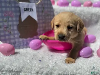 Labrador Retriever dogs Green Collar Female - Ad 36