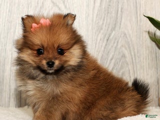 Pomeranian dogs Winnie - Ad 22