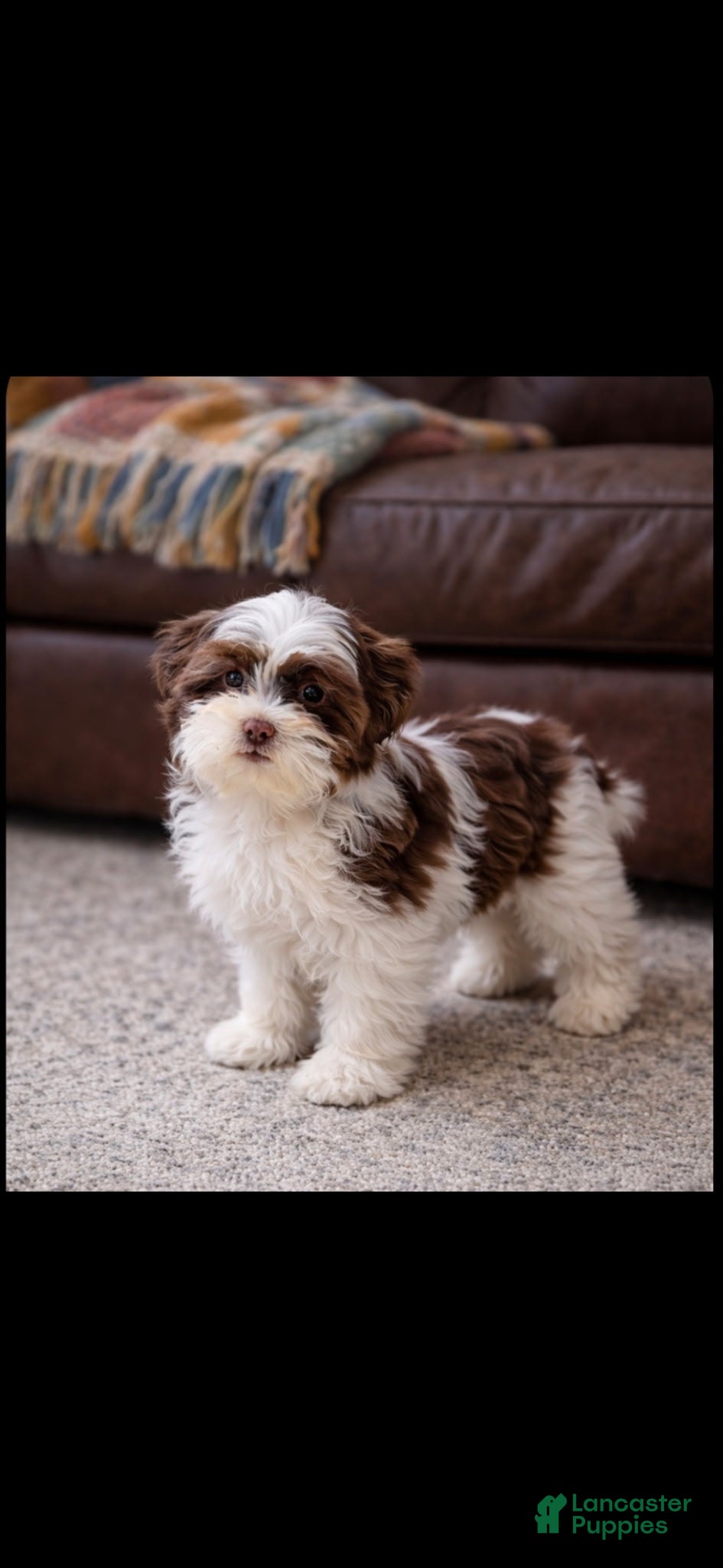 Shih Tzu dogs Shih Tzu Puppy 1 - Ad 2