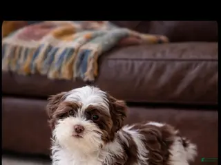 Shih Tzu dogs Shih Tzu Puppy 1 - Ad 27