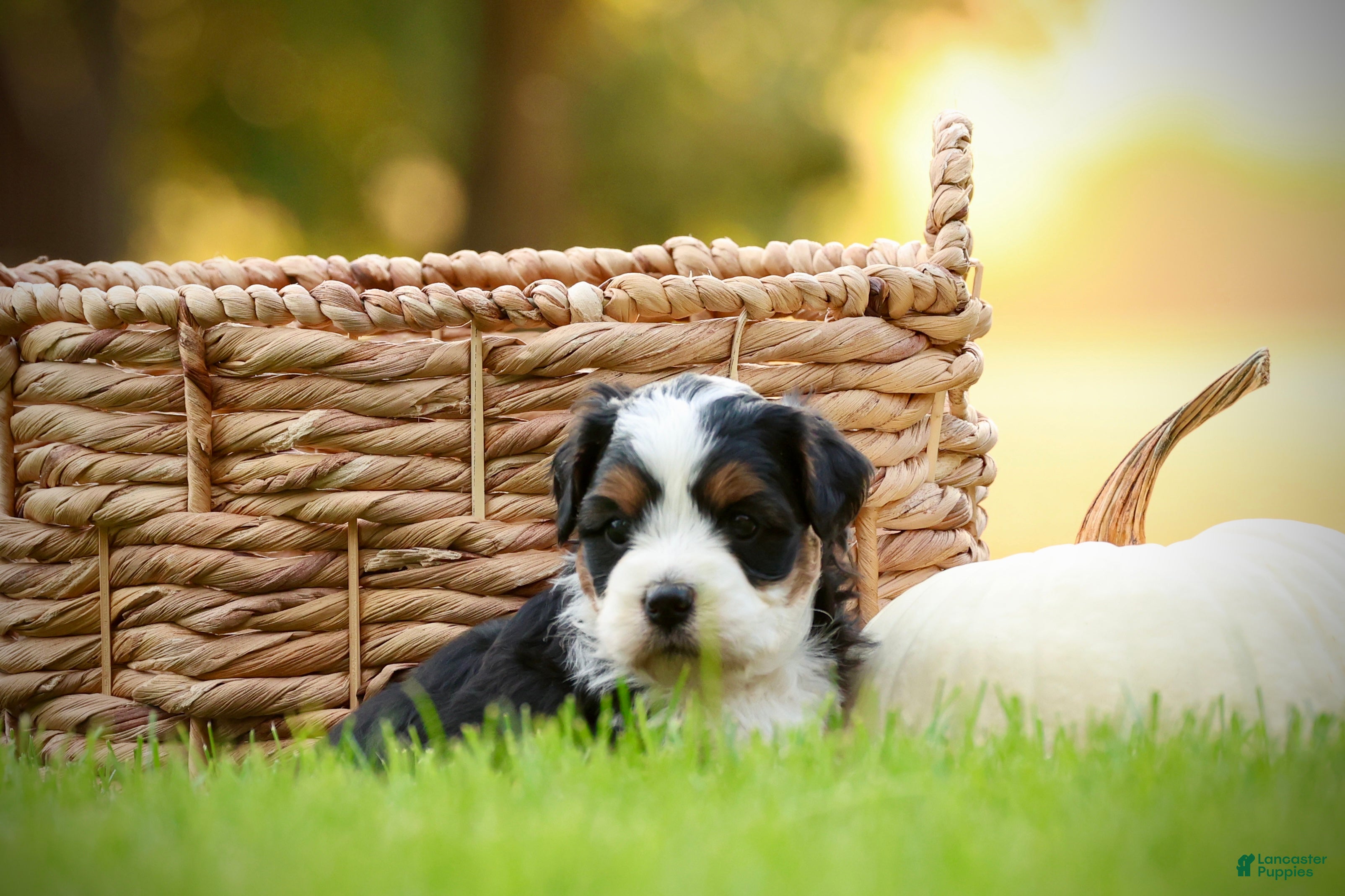Mini Bernedoodle dogs Willow - Ad 2