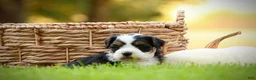 Mini Bernedoodle dogs for sale: Willow - Ad 2