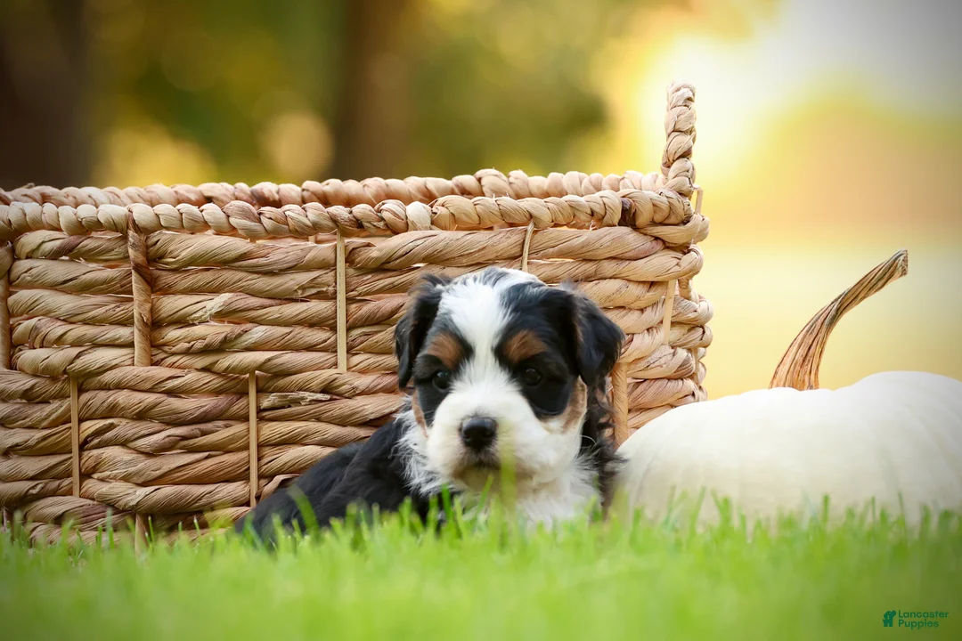 Mini Bernedoodle dogs for sale: Willow - Ad 2