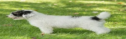 Miniature Poodle dogs for sale: Spike Miniature Poodle  - Ad 5