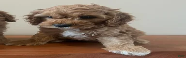 Cockapoo 1