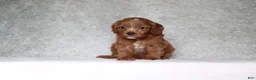 Cavapoo dogs for sale: Beau - Ad 2