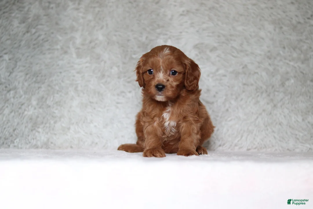 Cavapoo dogs for sale: Beau - Ad 2