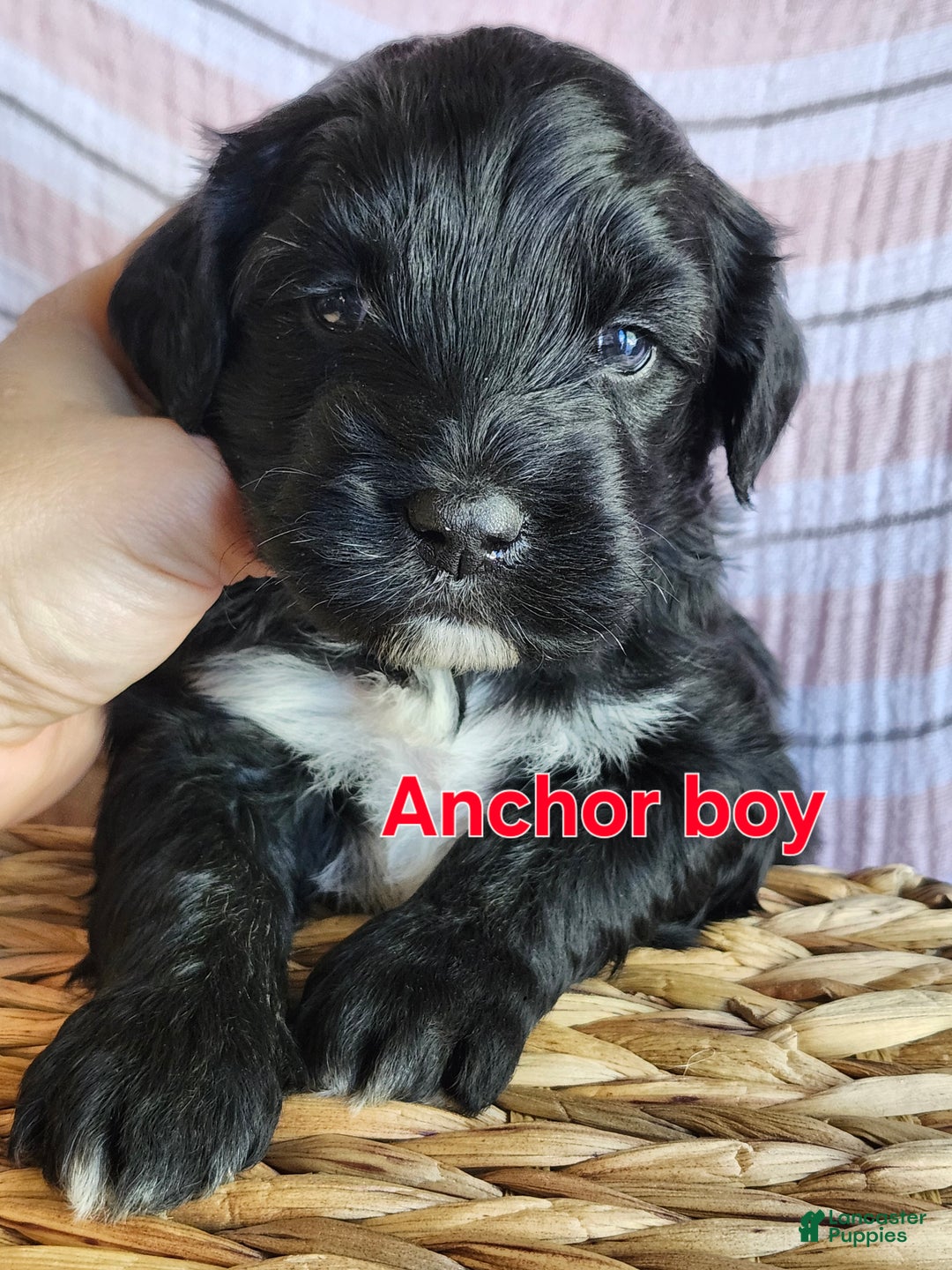 Portuguese Water Dog dogs for sale: Anchor - Ad 1