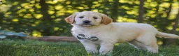 Mixed Breed dogs for sale: Jack - Ad 6