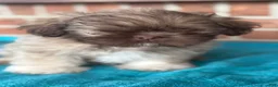 Shih Tzu dogs for sale: Shih Tzu 2 - Ad 5