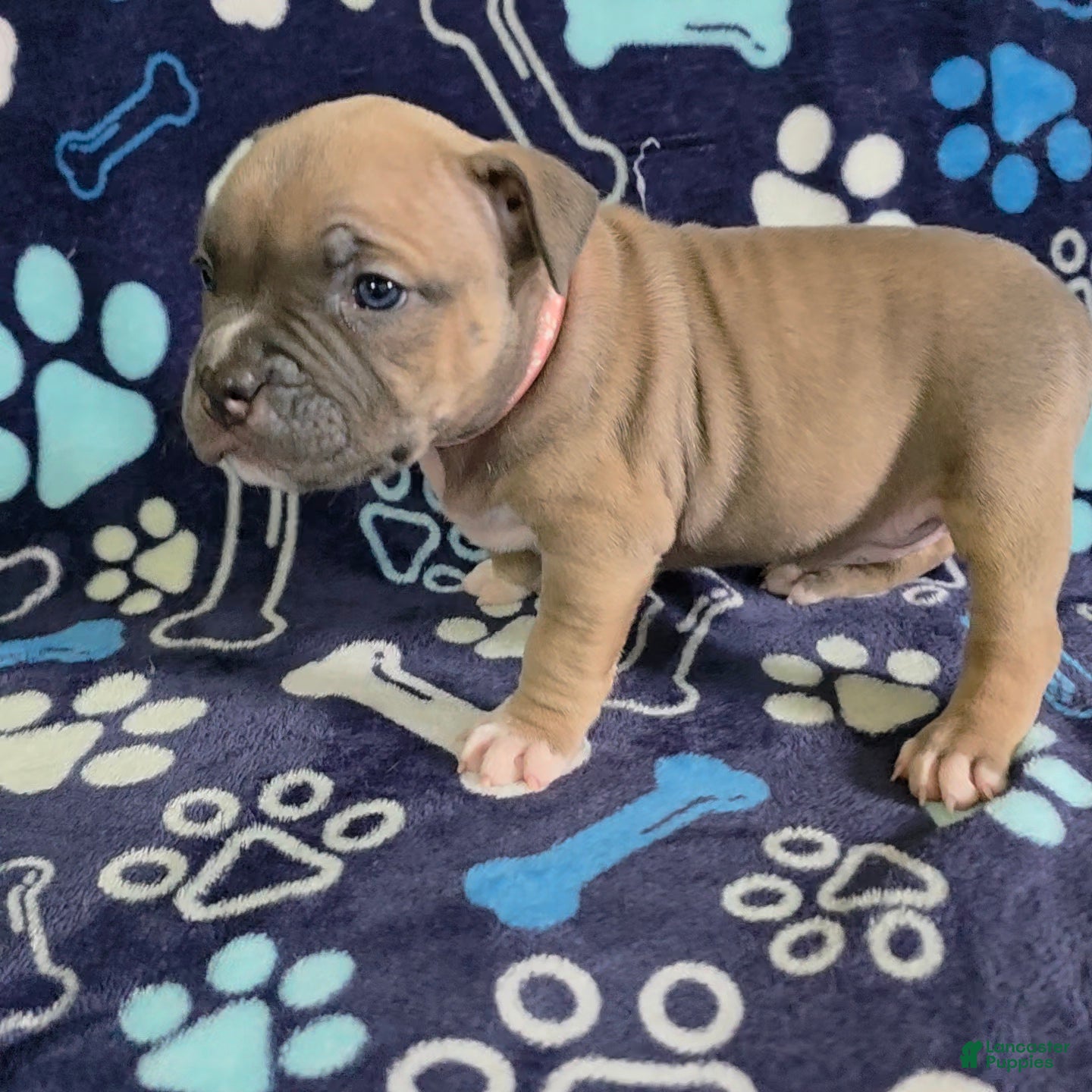 American Bully dogs January - Ad 2