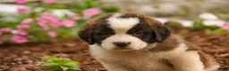 Saint Bernard dogs for sale: Wendeline Saint Bernard  - Ad 9