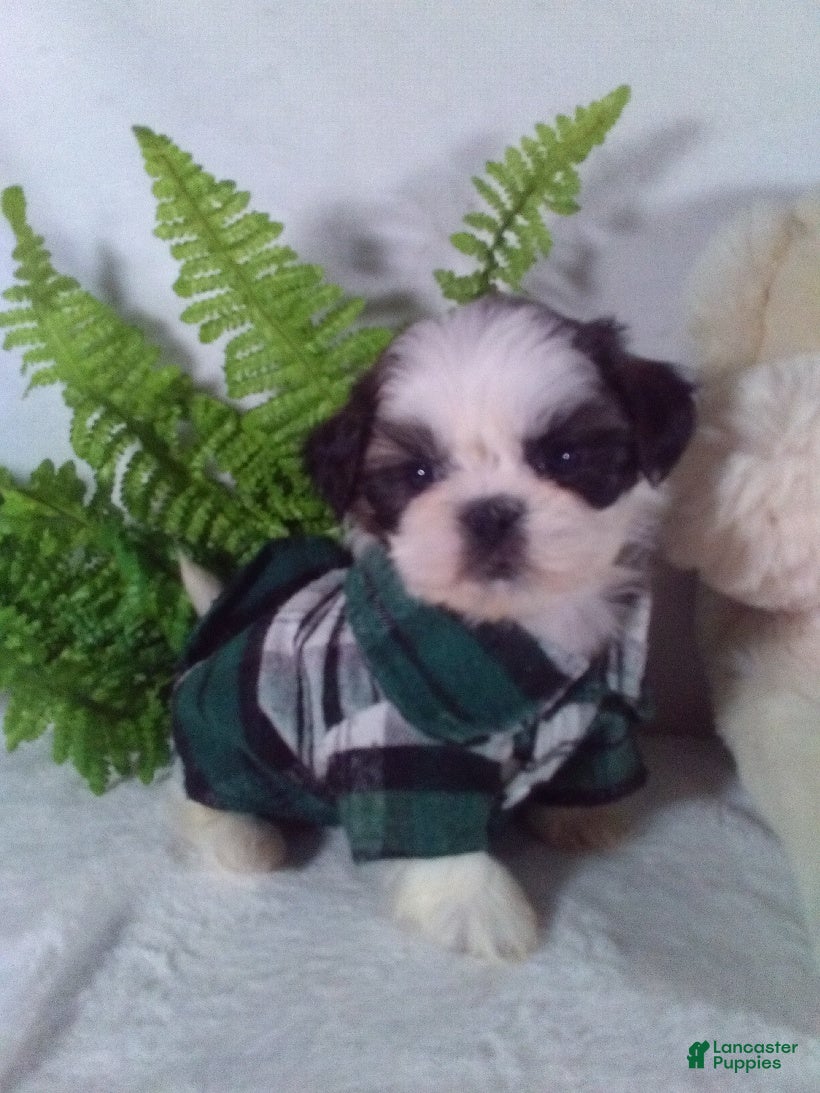 Shih Tzu dogs Baxter - Ad 41