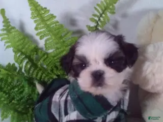 Shih Tzu dogs Baxter - Ad 41