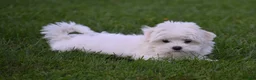 Maltese dogs for sale: Maggie - Ad 5