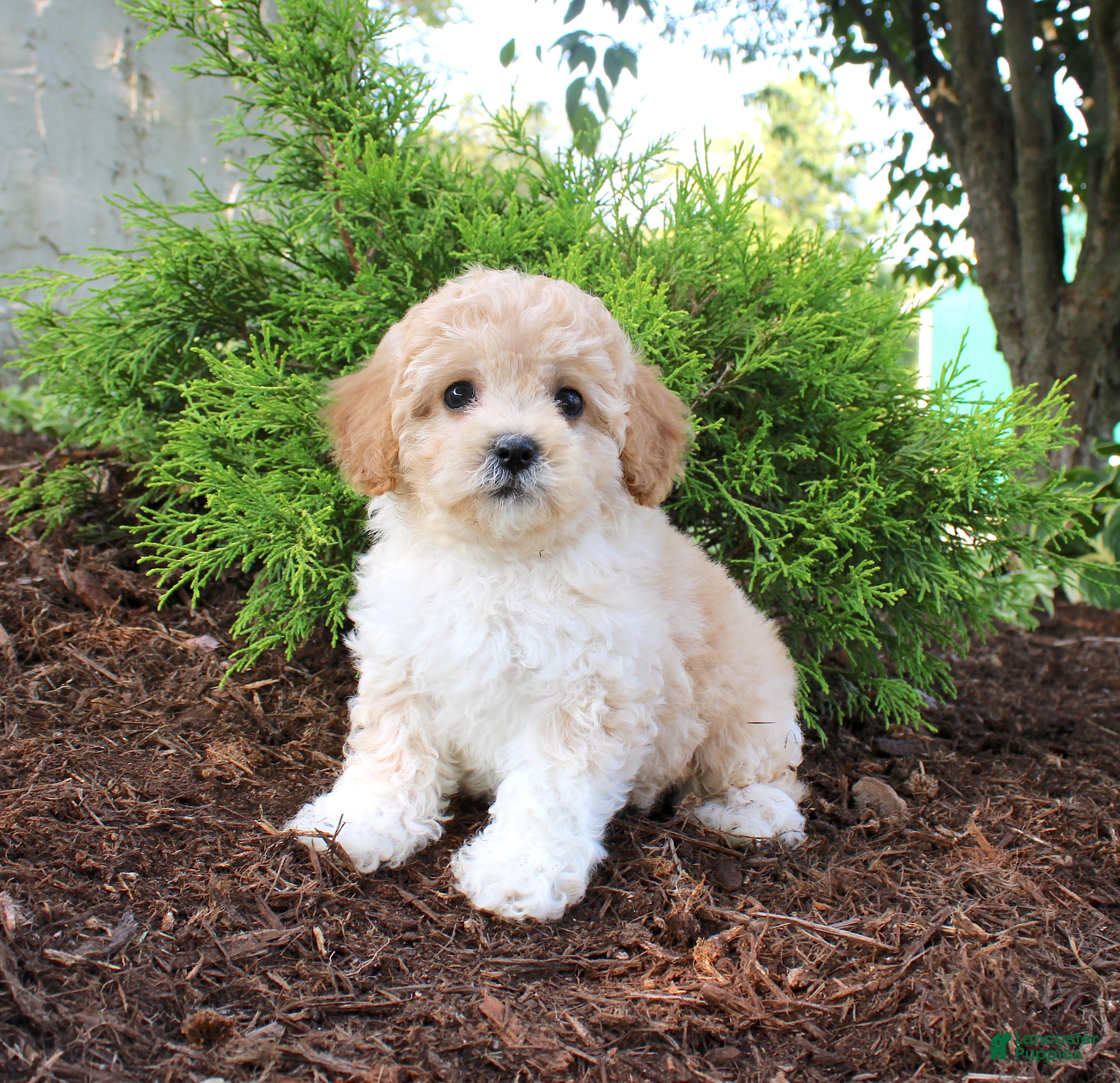 Cavapoo dogs Austin - Ad 1