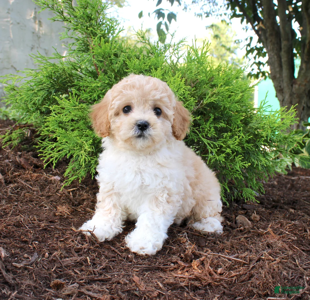Cavapoo dogs for sale: Austin - Ad 1