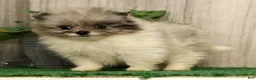 Pomeranian dogs for sale: Lucy - Ad 4
