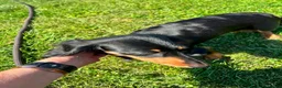 Dachshund dogs for sale: Rory  - Ad 4
