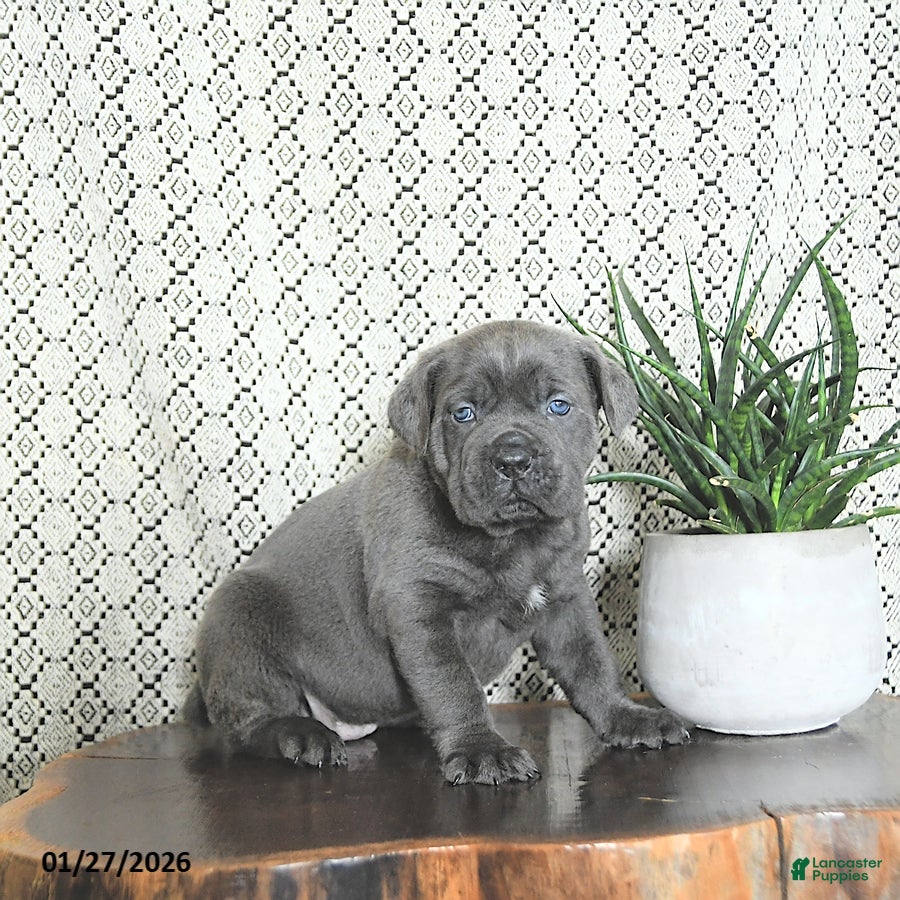 Cane Corso dogs Max - Ad 13