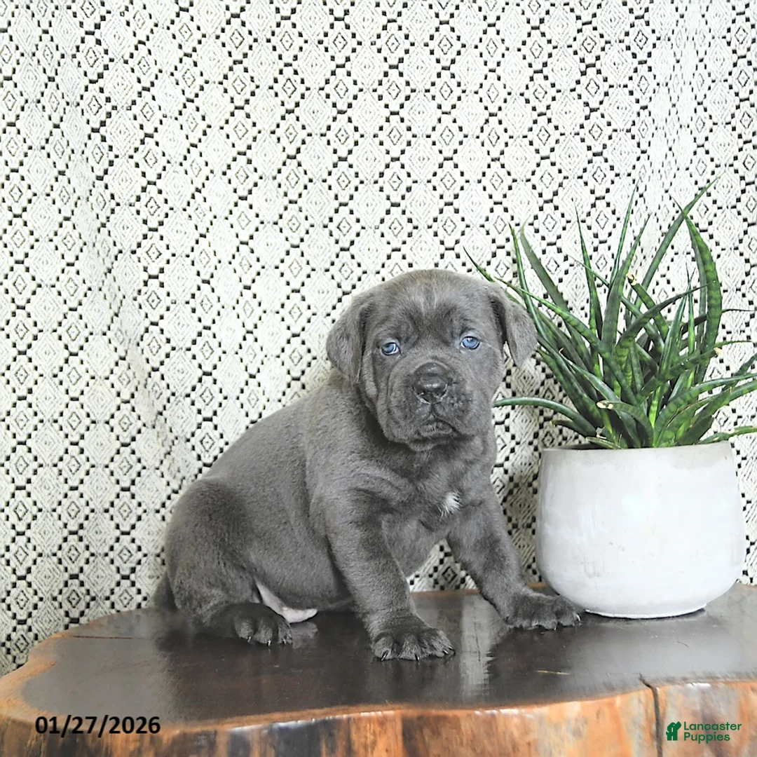 Cane Corso dogs for sale: Max - Ad 1