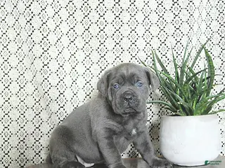 Cane Corso dogs Max - Ad 13