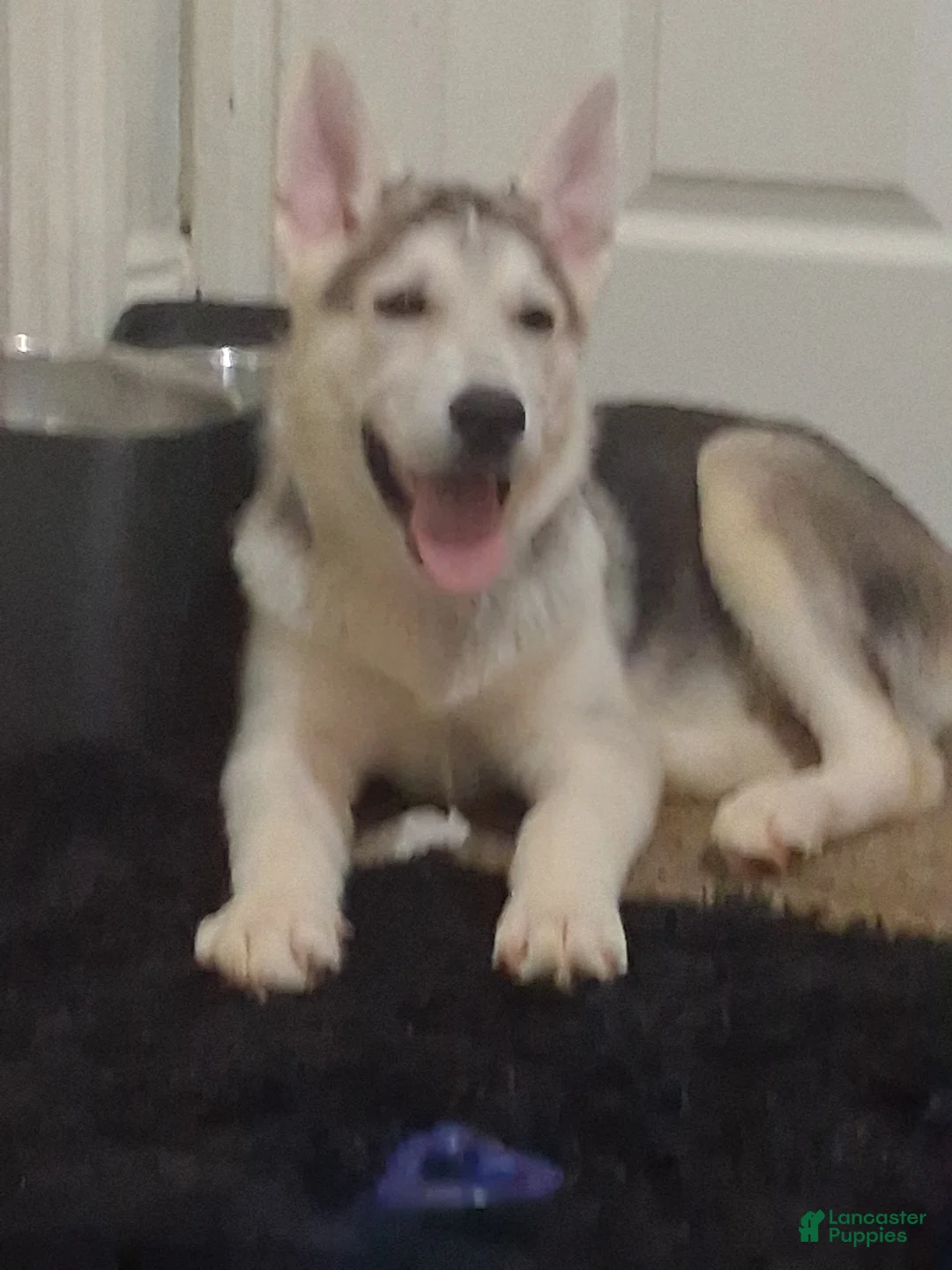 Gerberian Shepsky dogs for sale: sunny - Ad 2