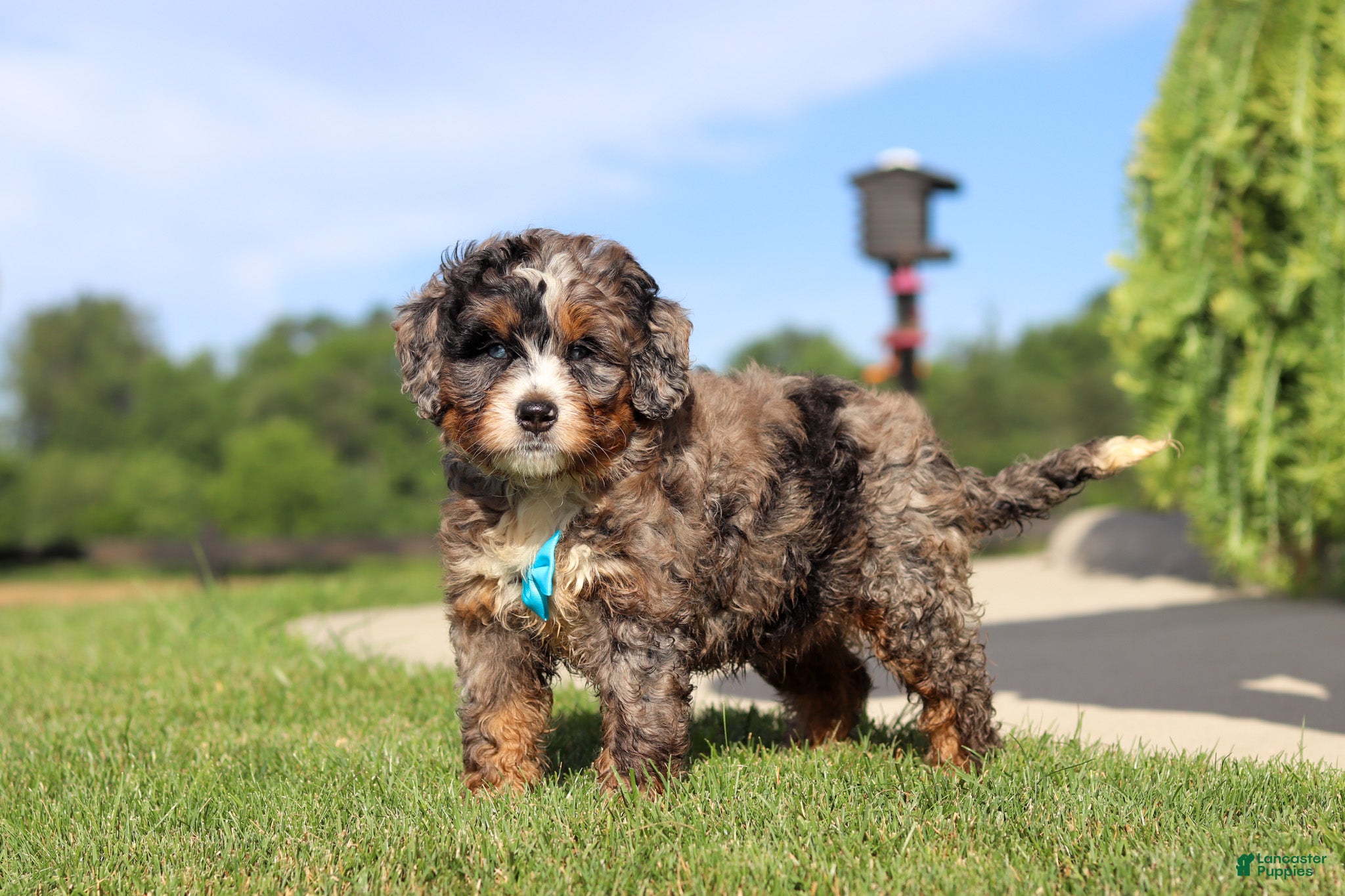Mini Bernedoodle dogs Nacho - Ad 1