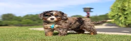 Mini Bernedoodle dogs for sale: Nacho - Ad 1