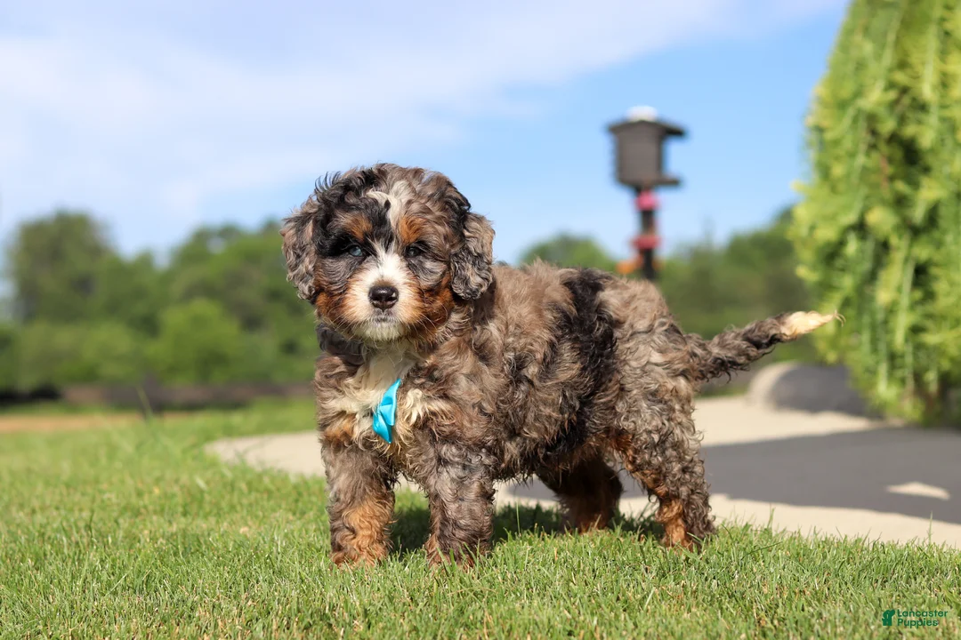 Mini Bernedoodle dogs for sale: Nacho - Ad 1