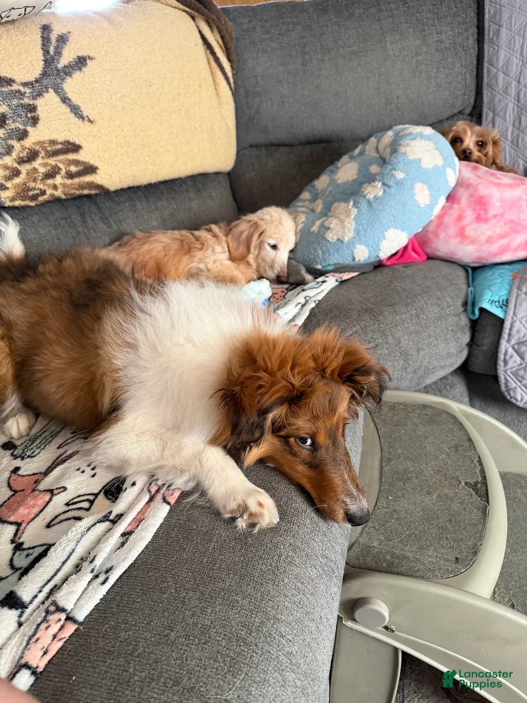 Shetland Sheepdog dogs for sale: Shetland Sheepdog Puppy 1 - Ad 3