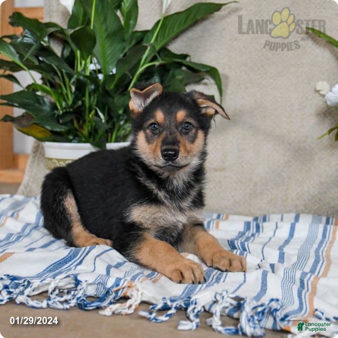 Gallery Image {{count}}