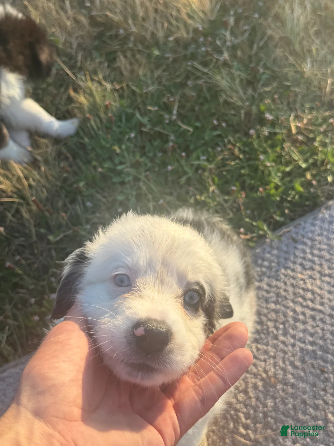 Australian Shepherd dogs for sale: Australian Shepherd 1 - Ad 2