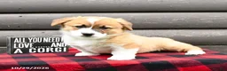 Welsh Corgi Pembroke dogs for sale: Millie - Ad 4