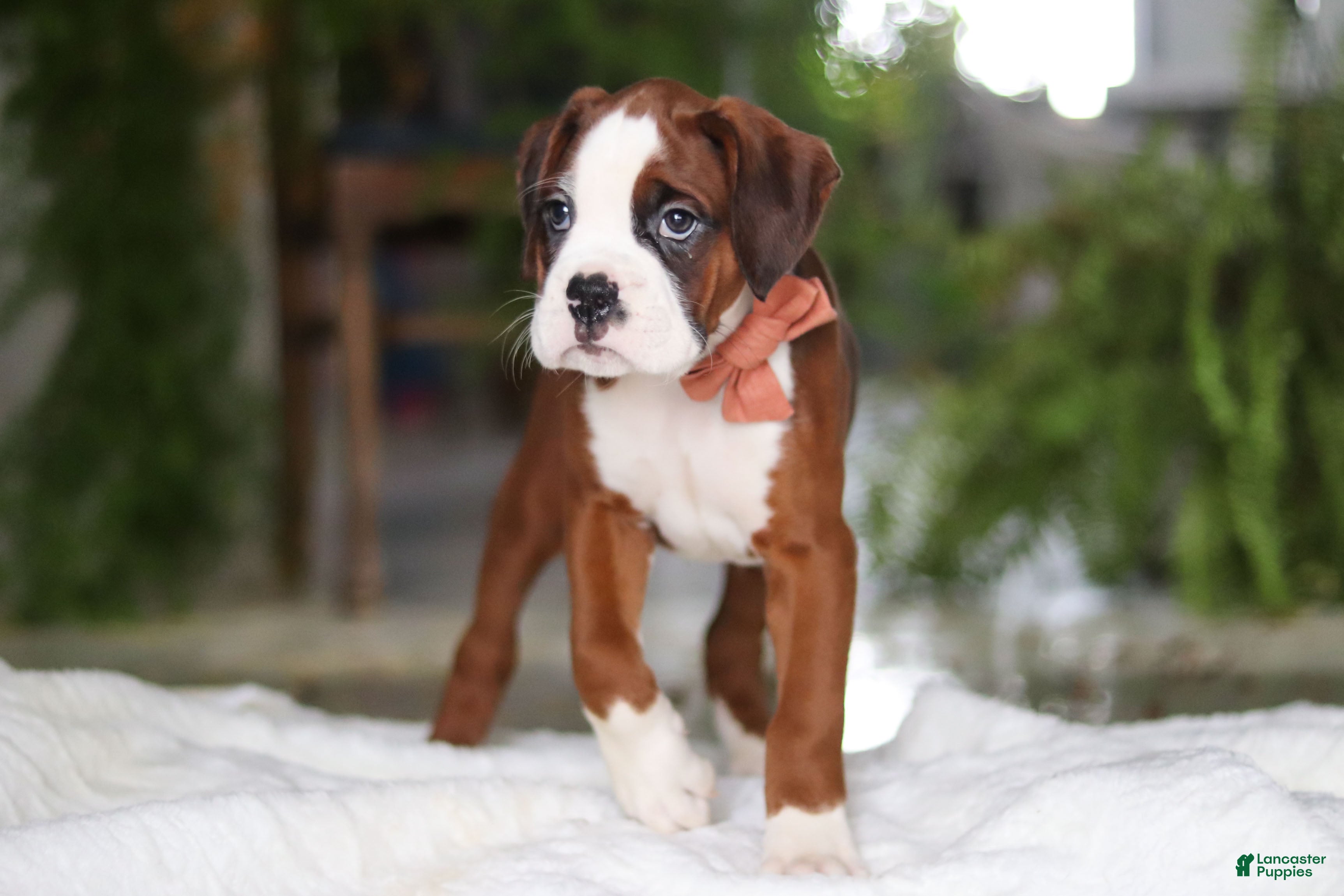 Boxer dogs Dozer - Ad 2